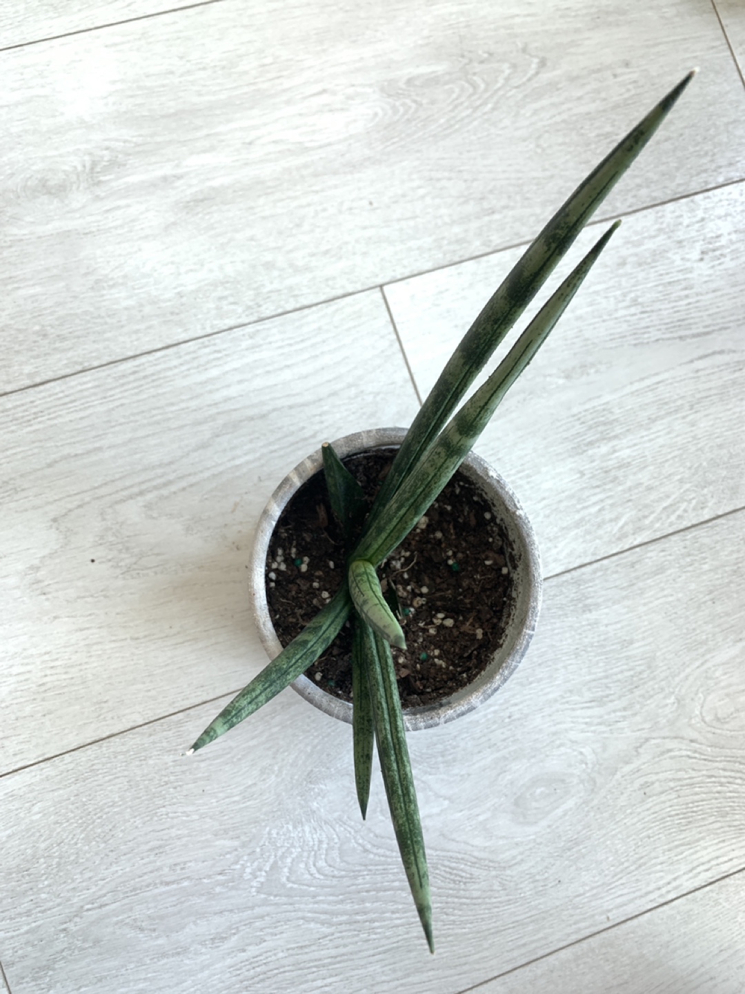 Larger sized Starfish Snake Plant image indicator(3)