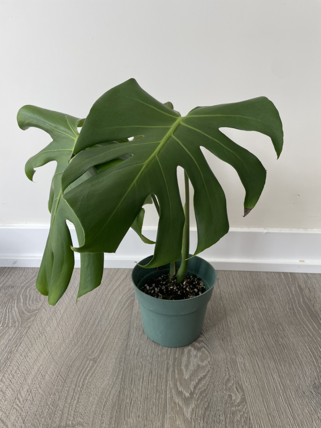 Rooted Monstera Plant thumbnail