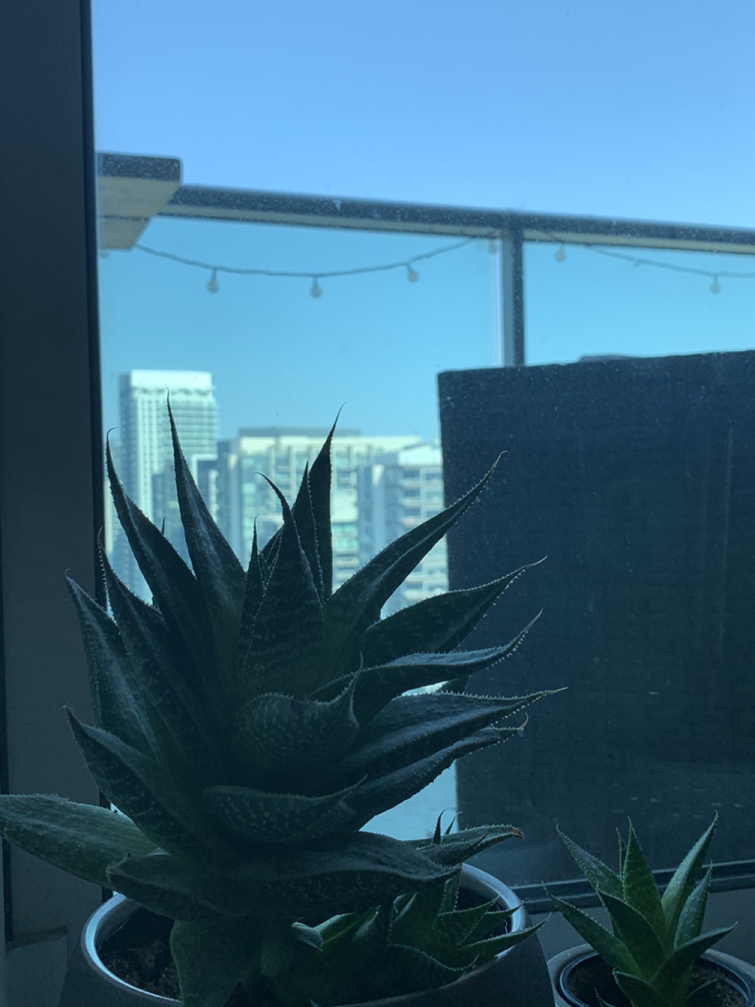 Tiger Aloe image indicator(4)