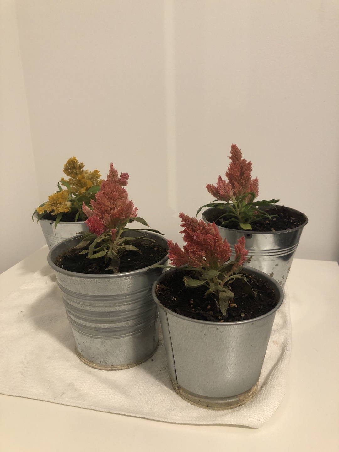 Plant pot image indicator(2)