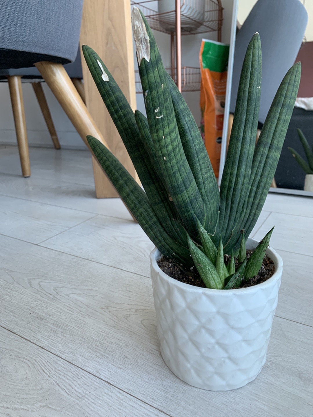 Larger sized Starfish Snake Plant image indicator(5)
