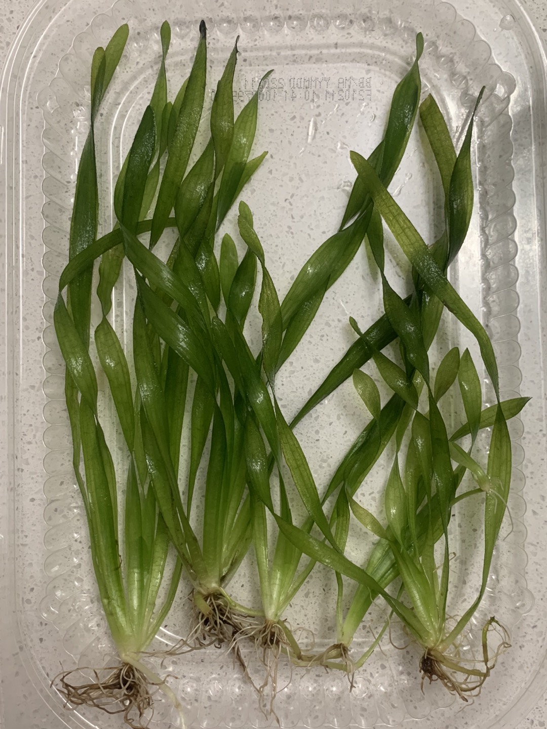 #freecycle Aquarium plants thumbnail