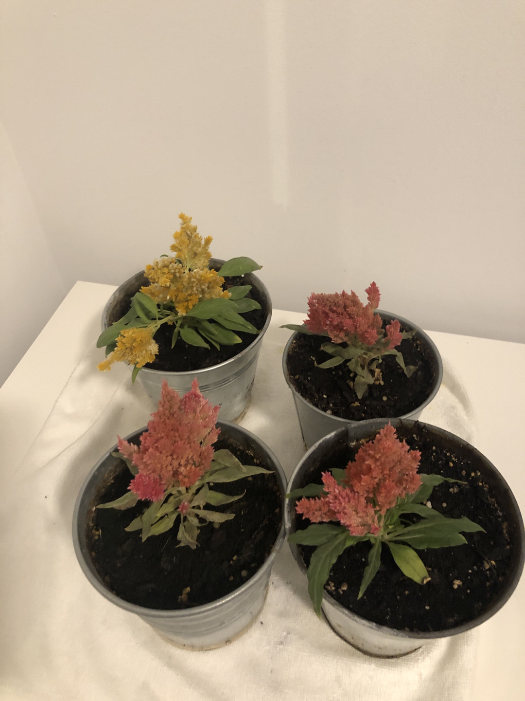 Plant pot thumbnail