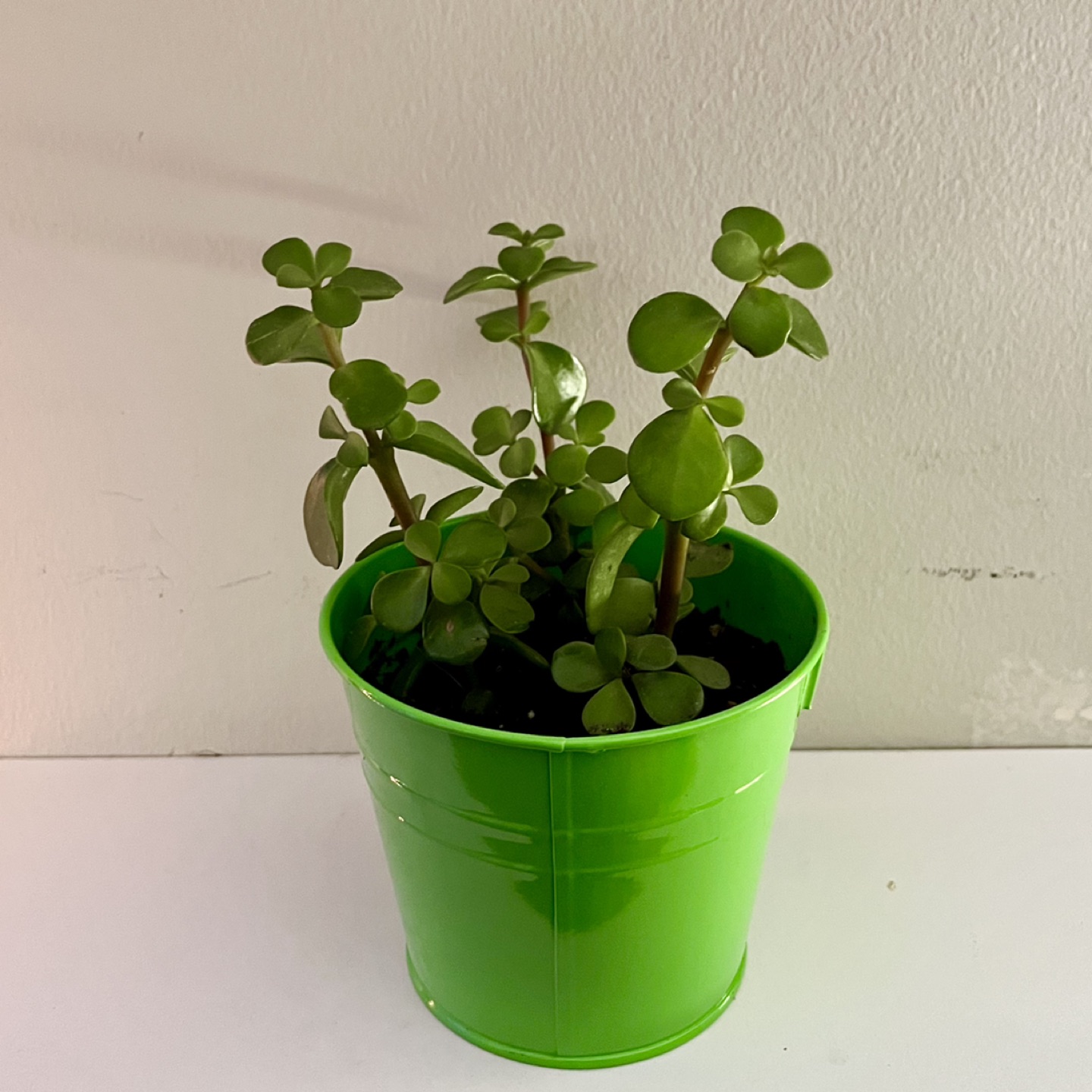 Large Succulent in Green Pot thumbnail