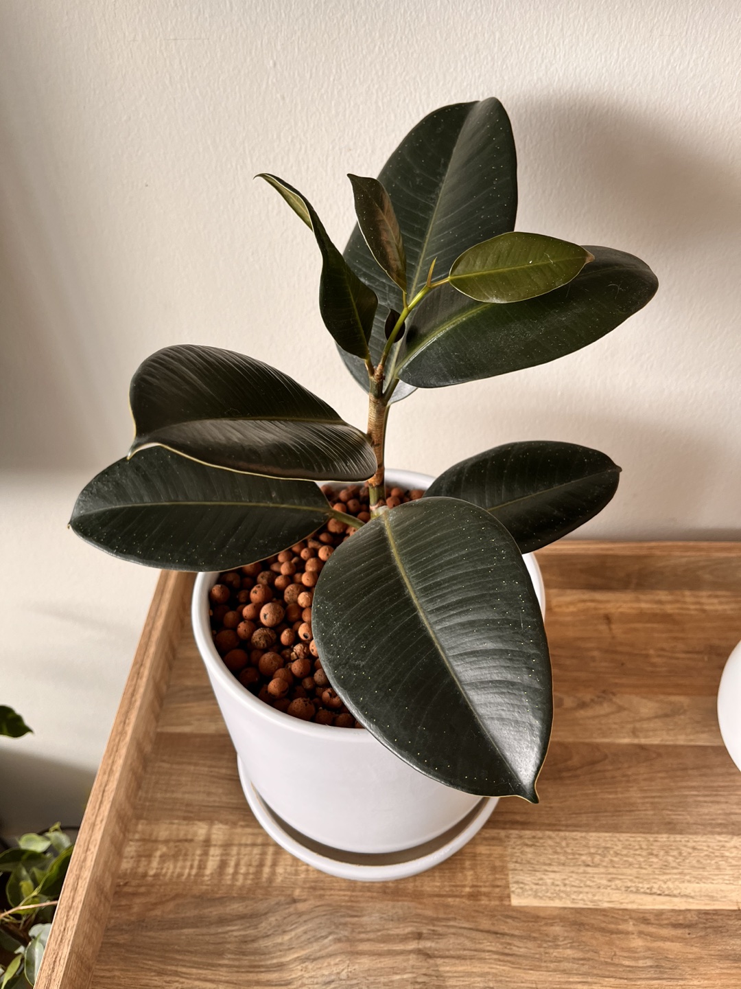 Rubber Plant & Exotic Aloe thumbnail