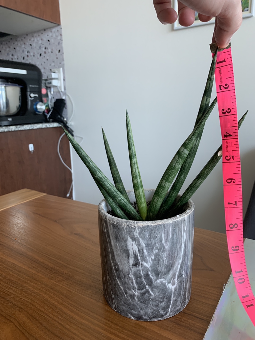 Larger sized Starfish Snake Plant image indicator(4)