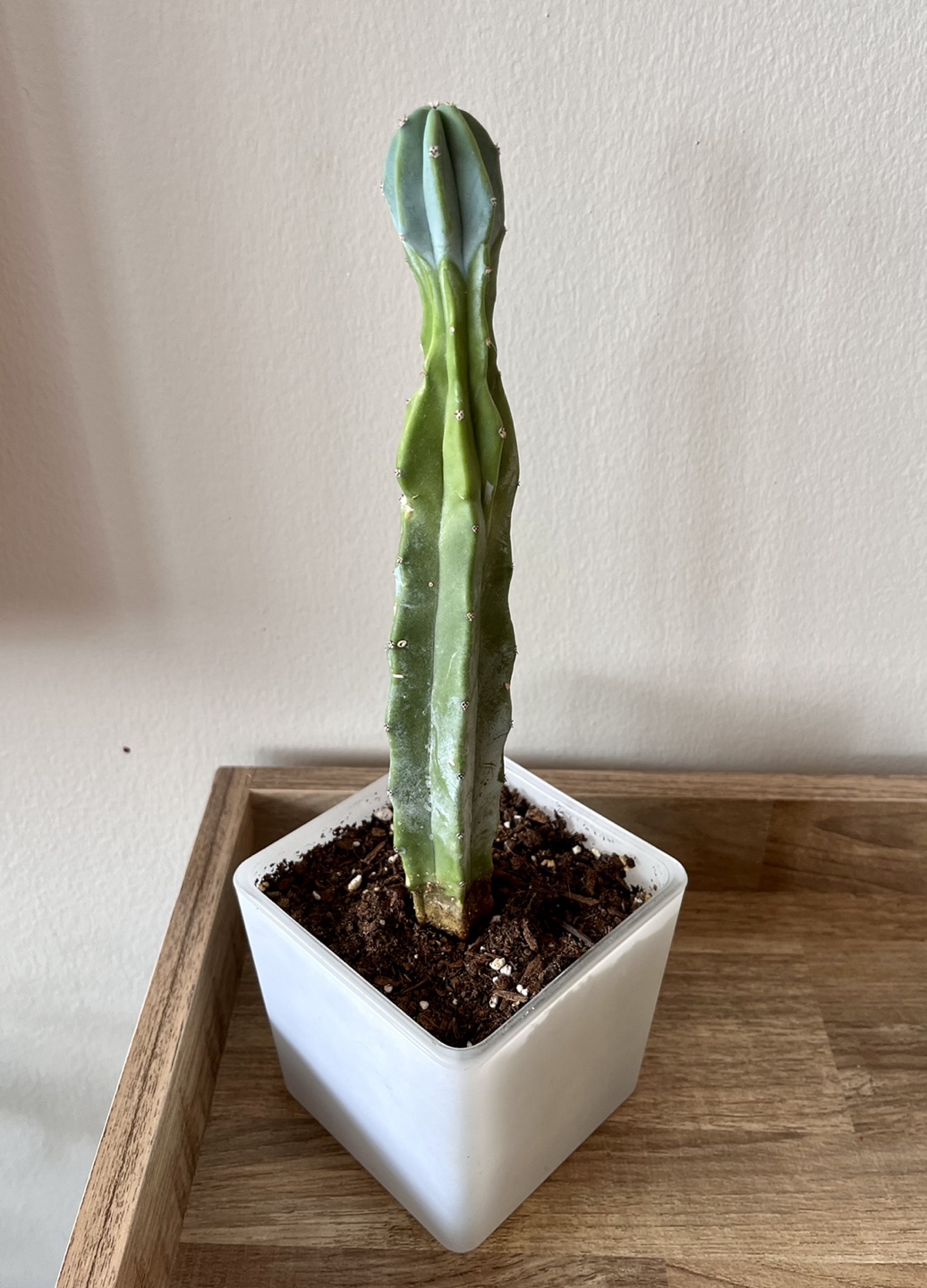 Large Cactus in Frosted Glass Pot thumbnail
