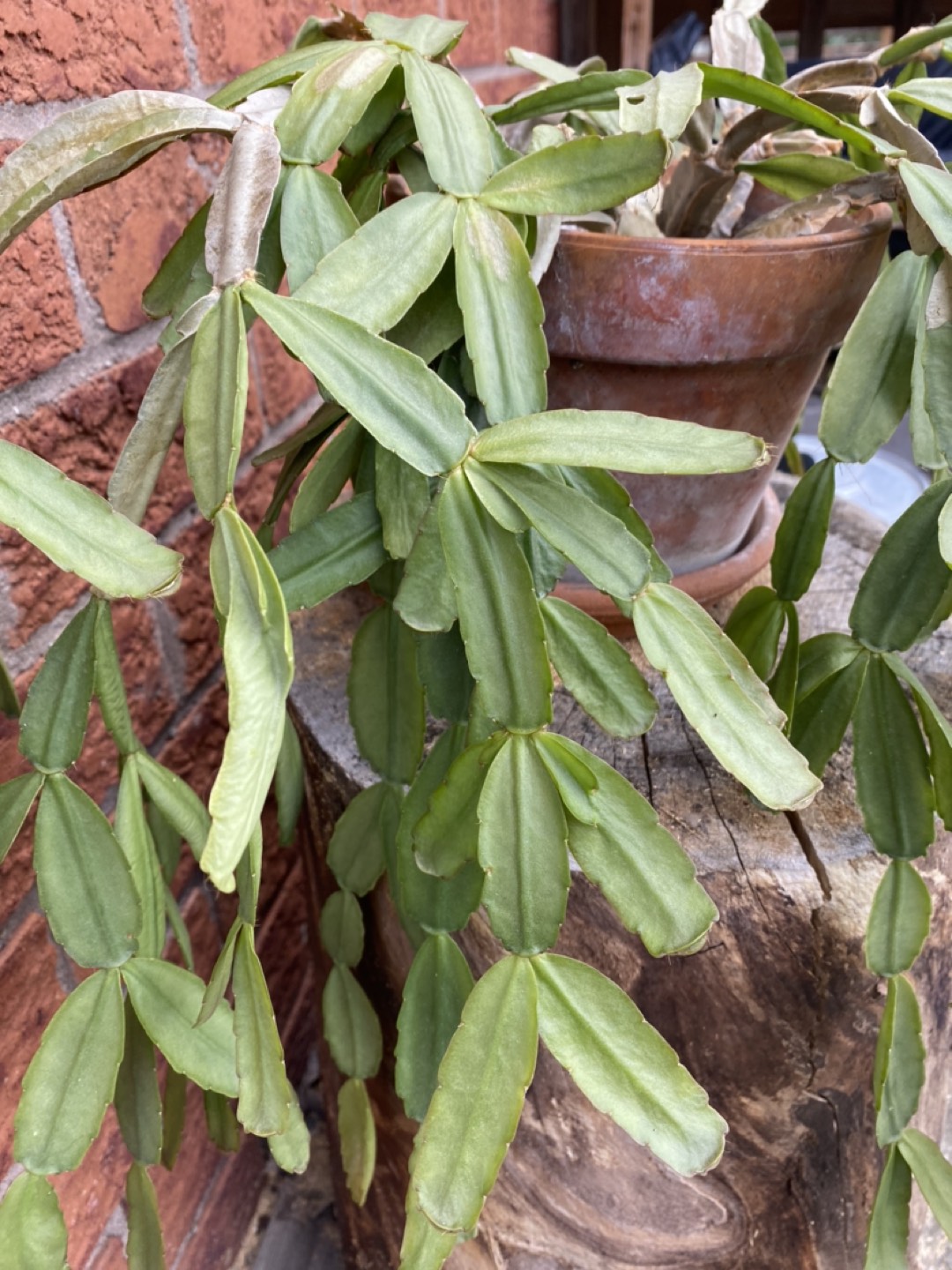 Christmas Cactus - photo 2