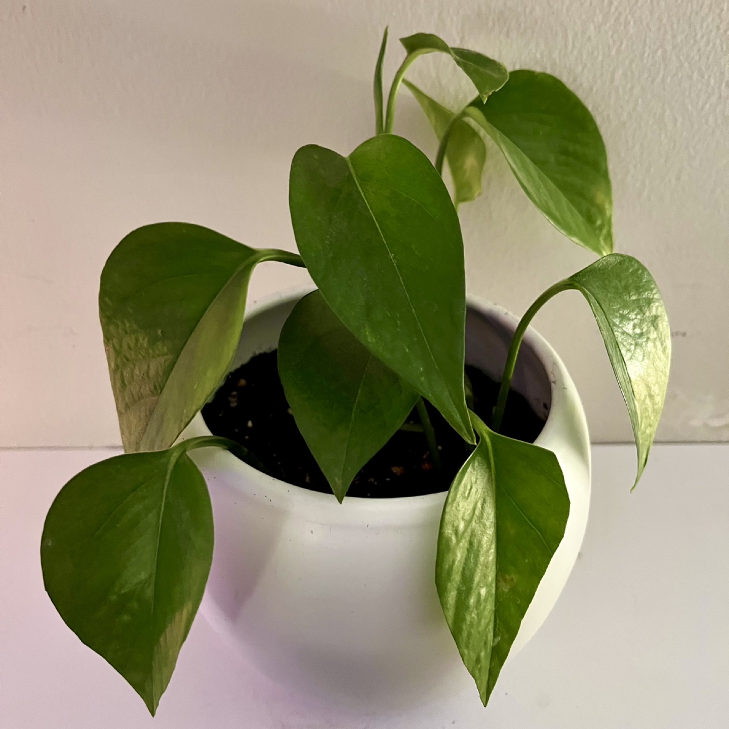 Large Potho Plant in White Ceramic Pot thumbnail