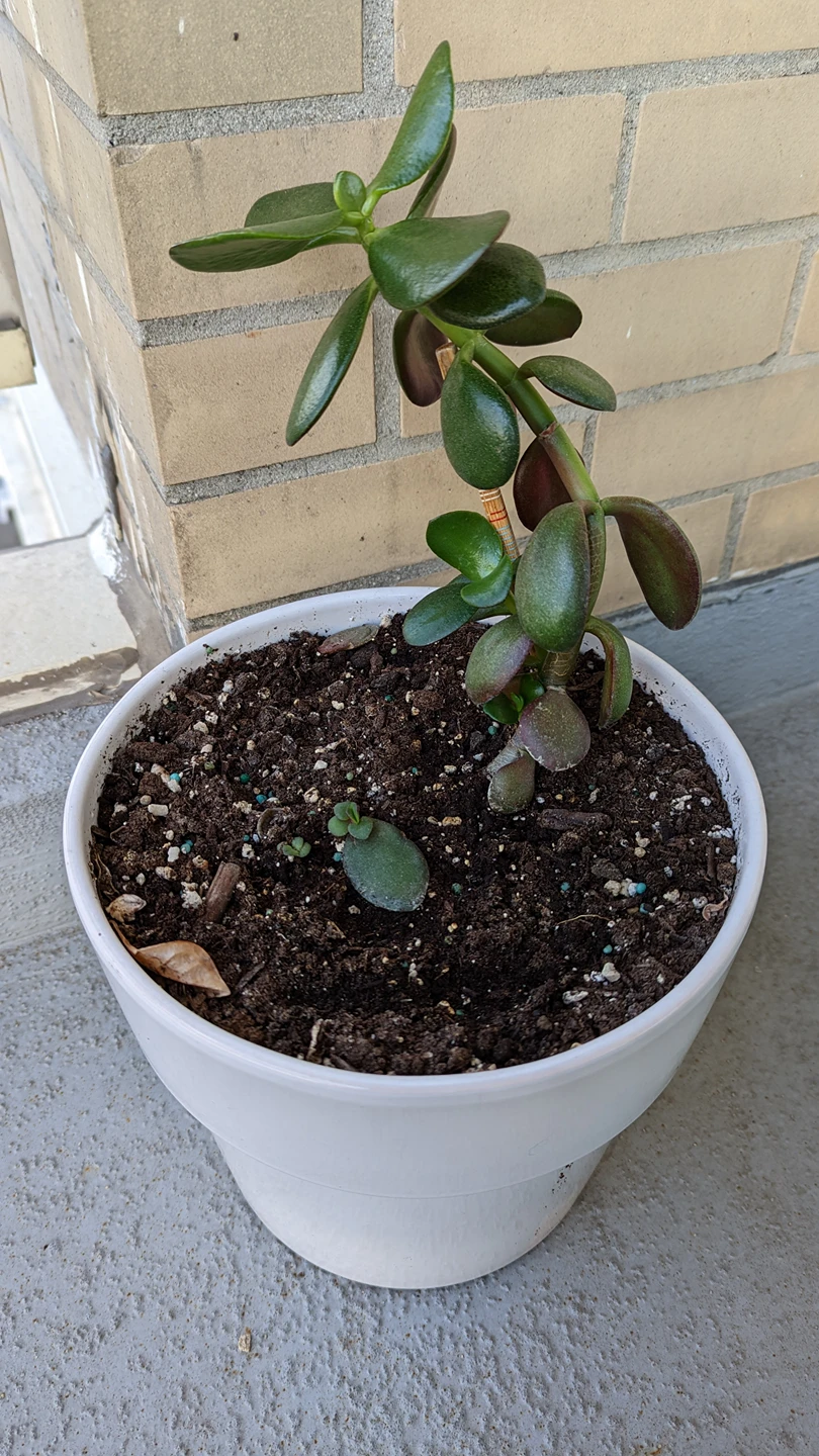 Jade Plant with 8.25 in planter