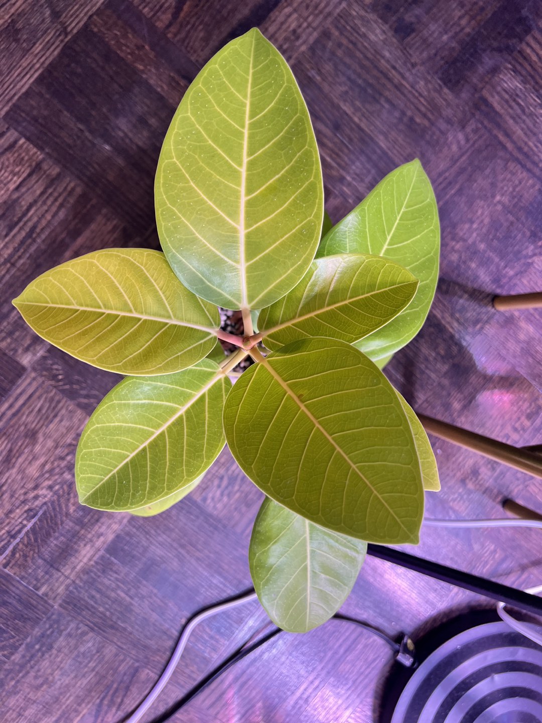 Ficus benghalensis 뱅갈고무나무 - photo 2