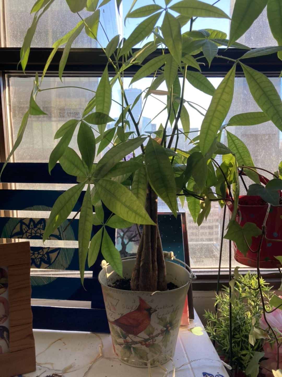 Plants - photo 3