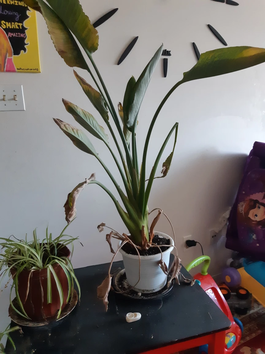 free plants to revive