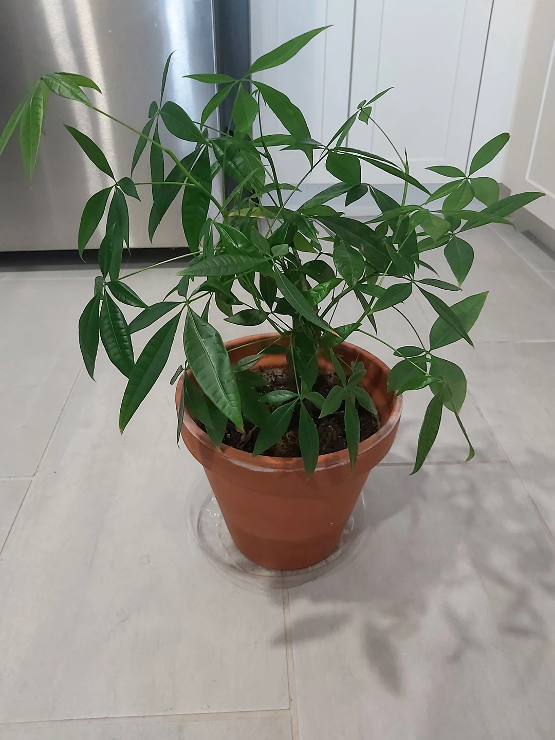 Money Tree Plant thumbnail