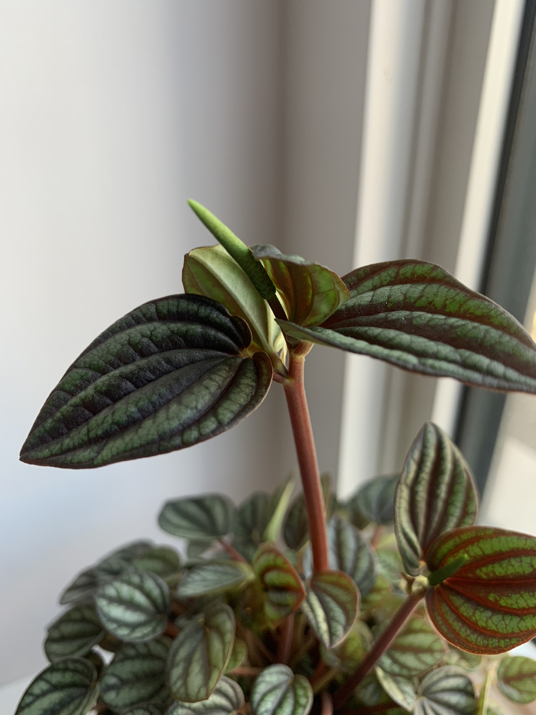 Piccolo Banda image indicator(2)