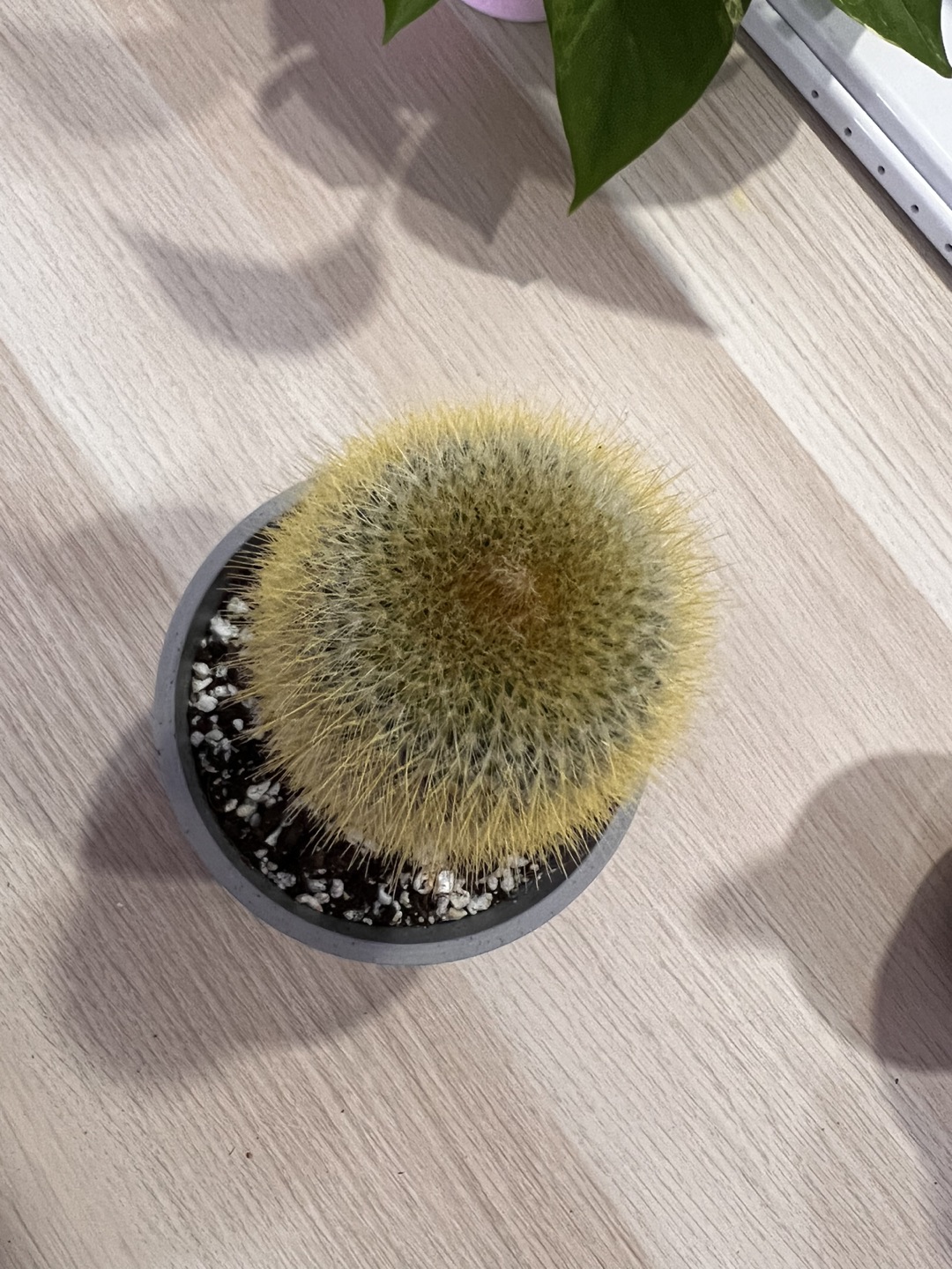 Cactus giveaway - photo 4