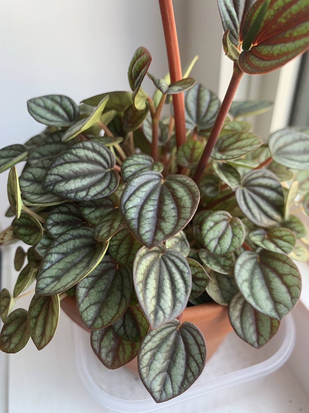 Piccolo Banda image indicator(3)