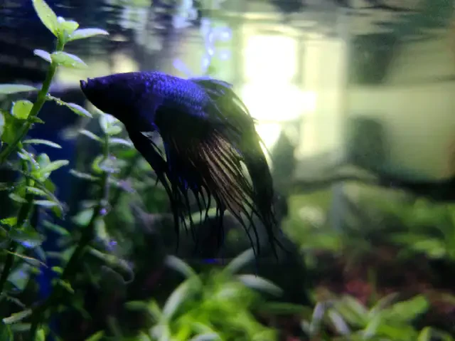 Black Orchid Crowntail Betta Fish - photo 2