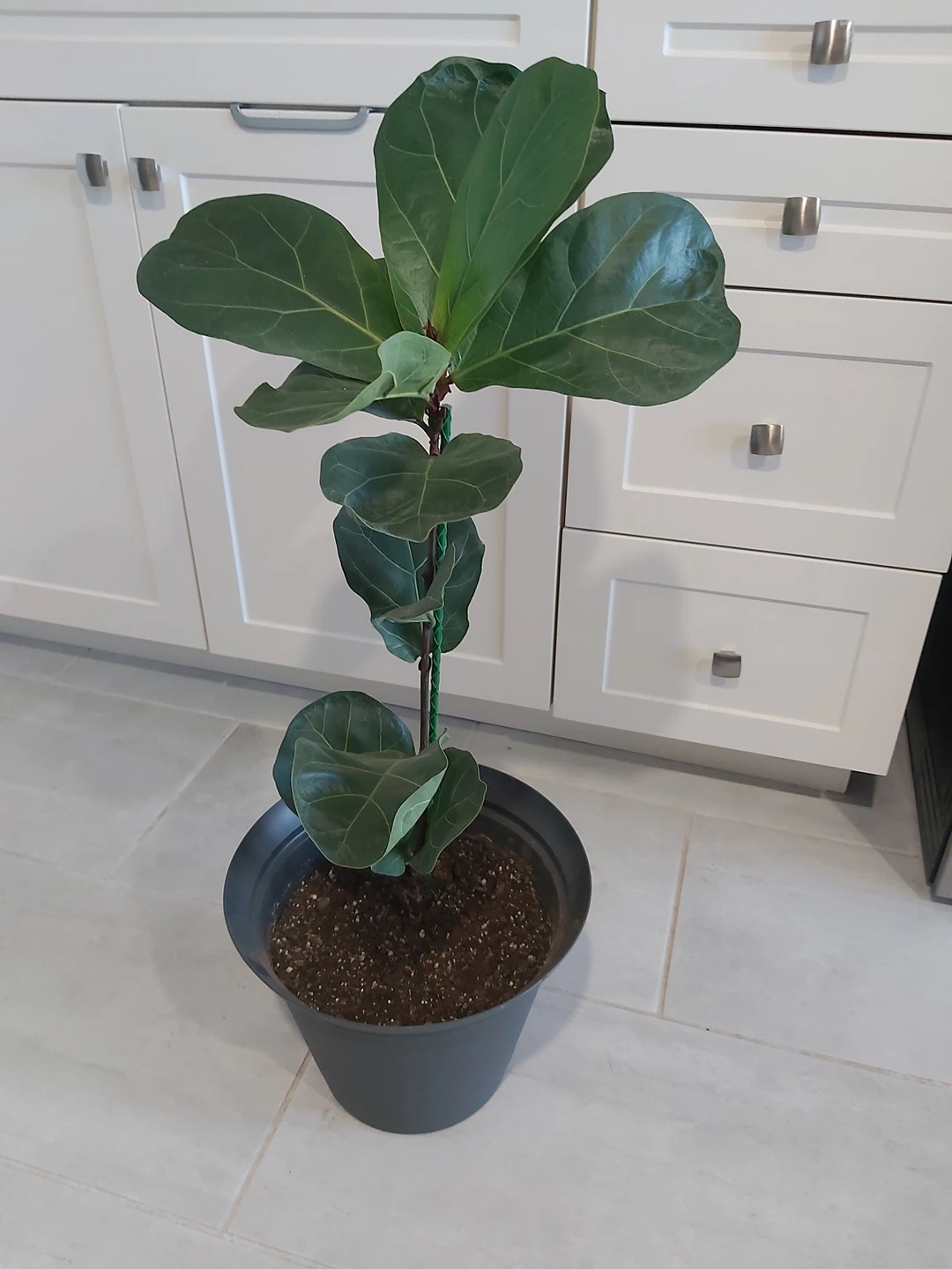 Fiddle Leaf Fig Tree Plant thumbnail