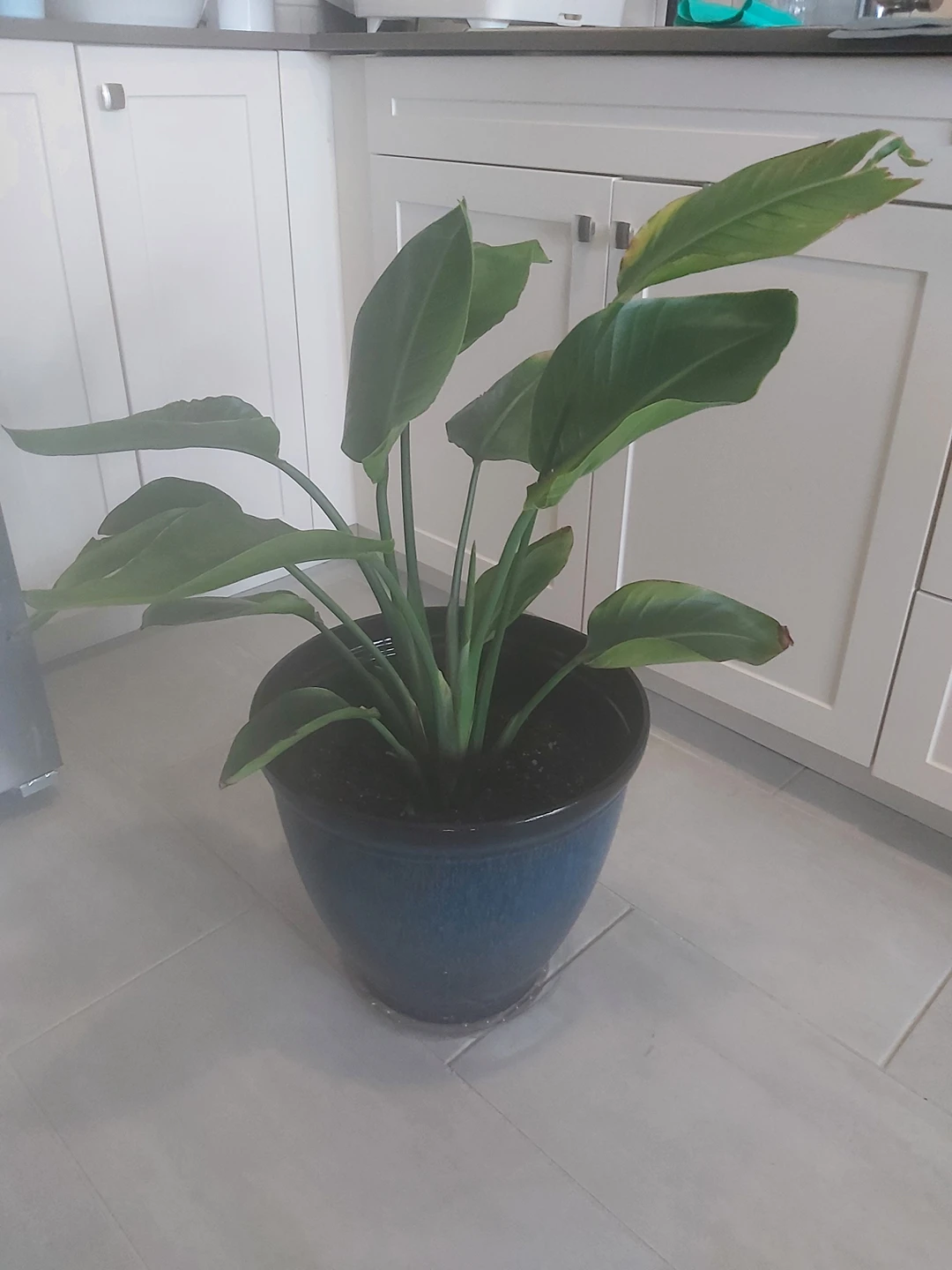 Bird of Paradise Plant thumbnail