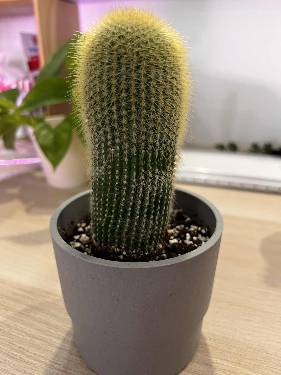 Cactus giveaway - photo 2