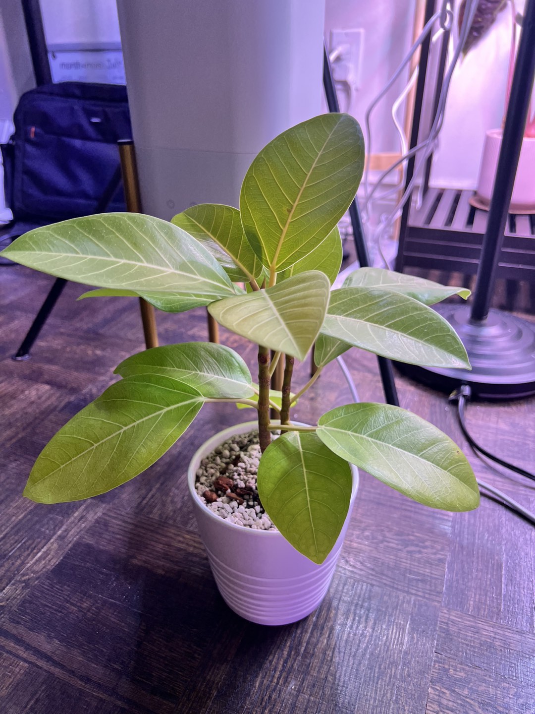 Ficus benghalensis 뱅갈고무나무