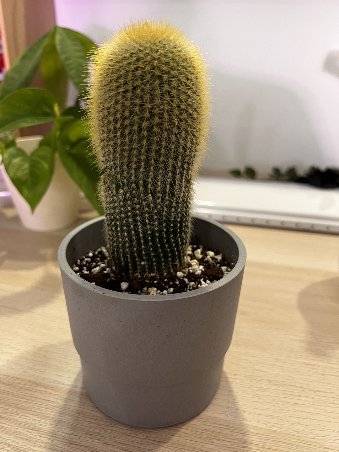 Cactus giveaway - photo 3