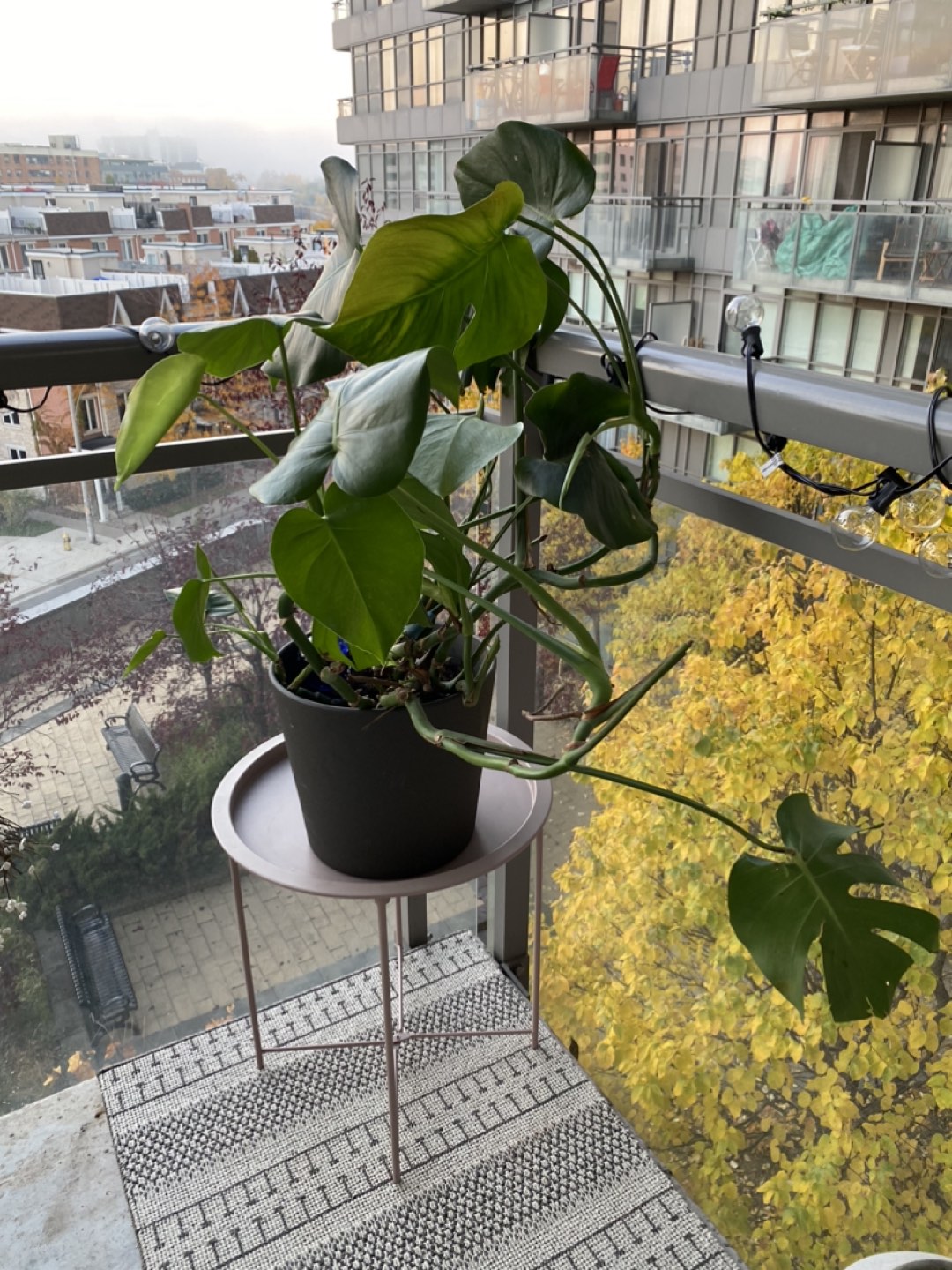 Large plant for sale with planter thumbnail