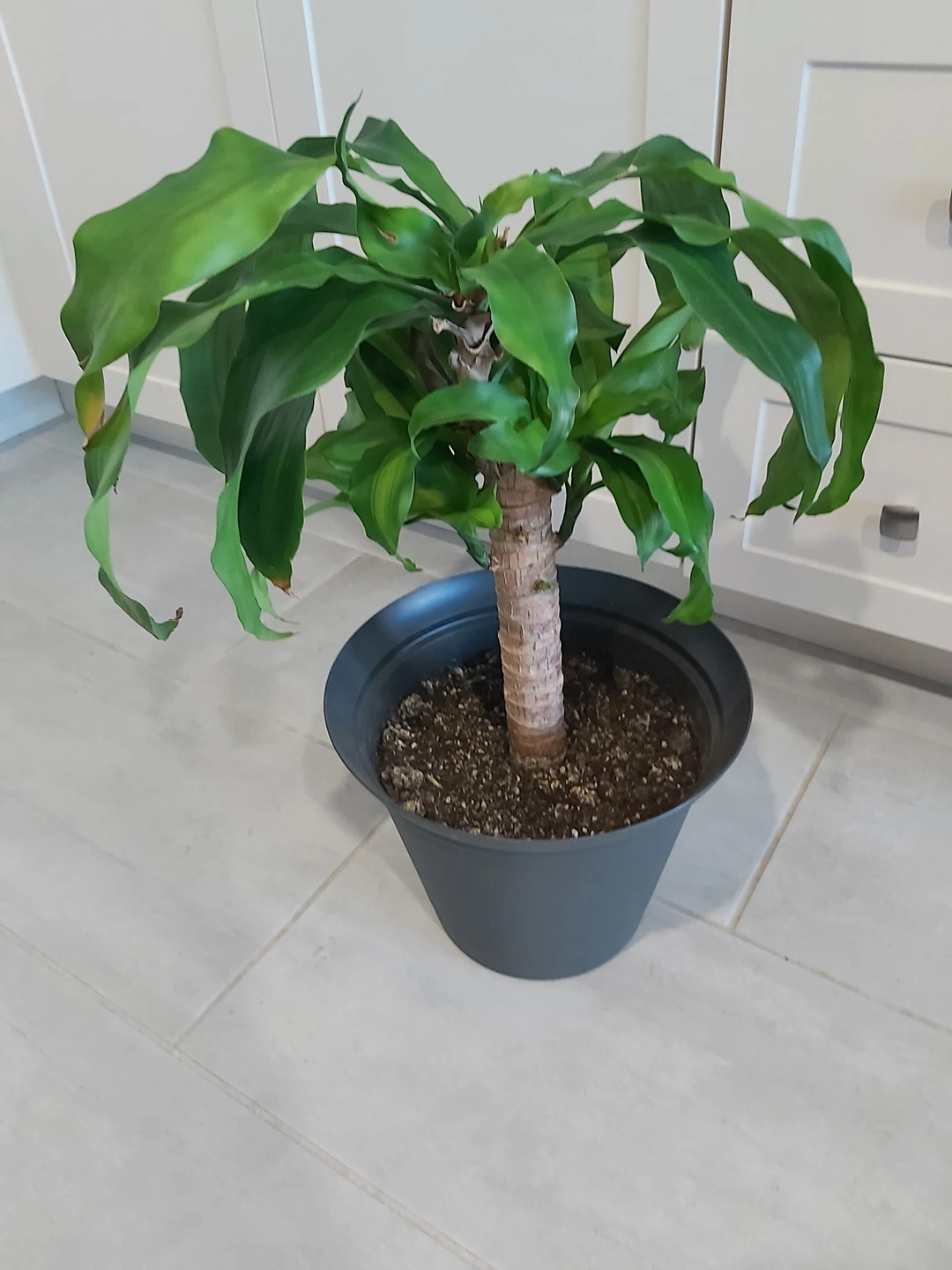 Dracaena Fragrans Corn Plant thumbnail