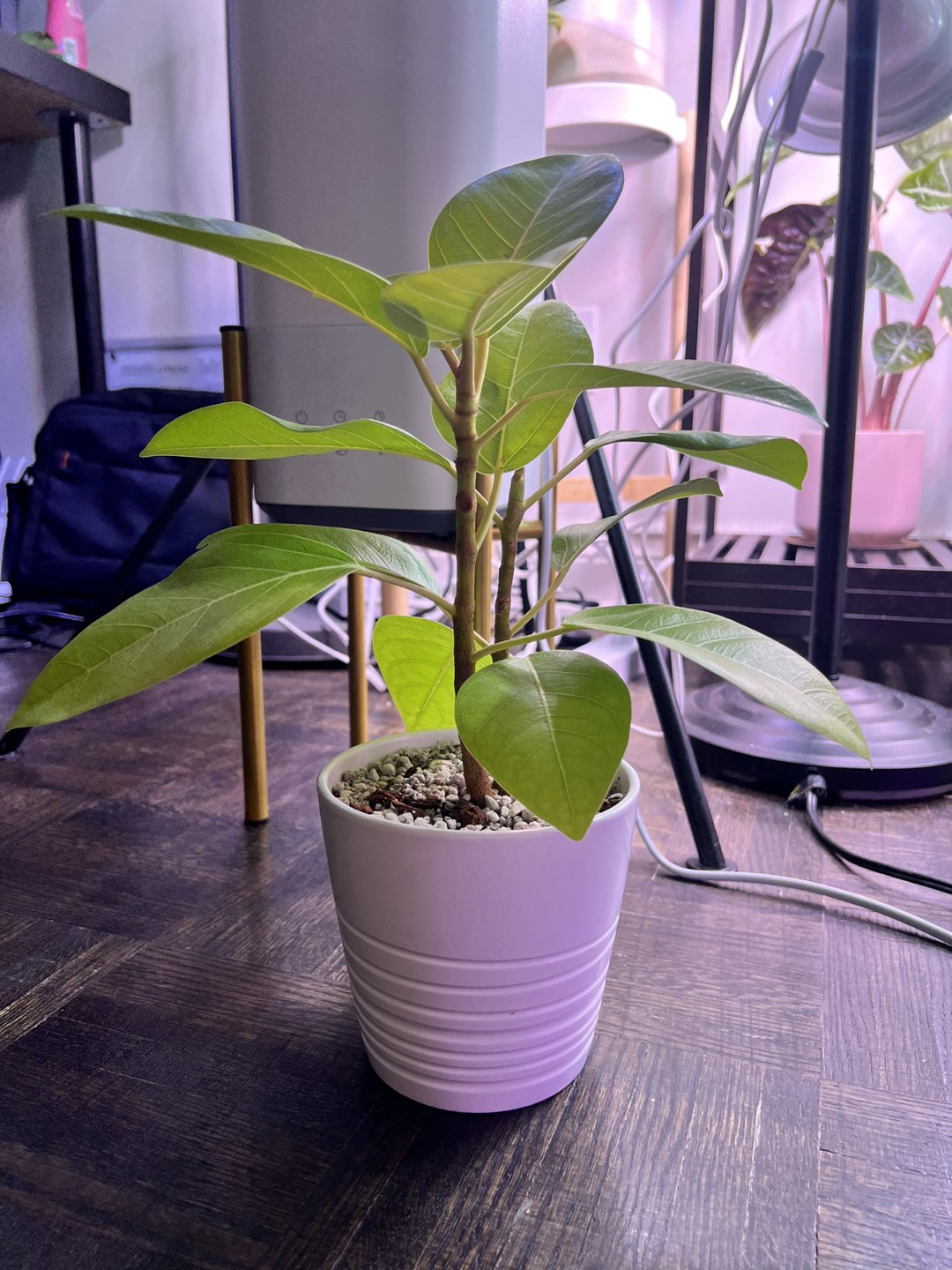 Ficus benghalensis 뱅갈고무나무 - photo 3