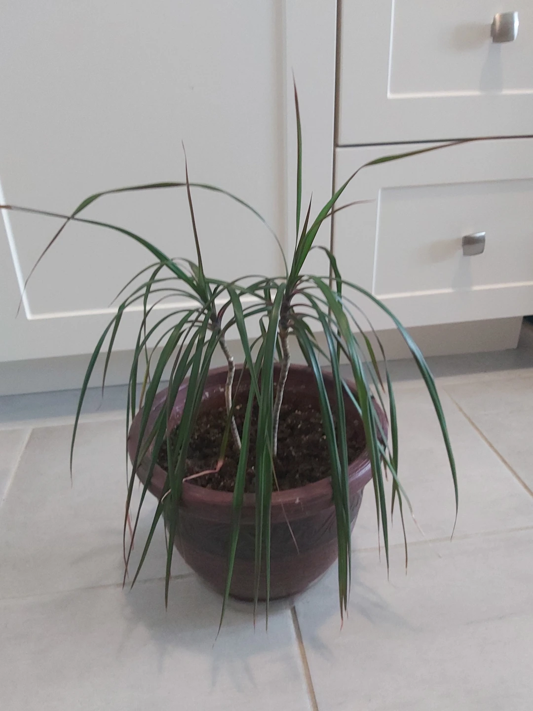Dracaena Dragon Tree Plant thumbnail
