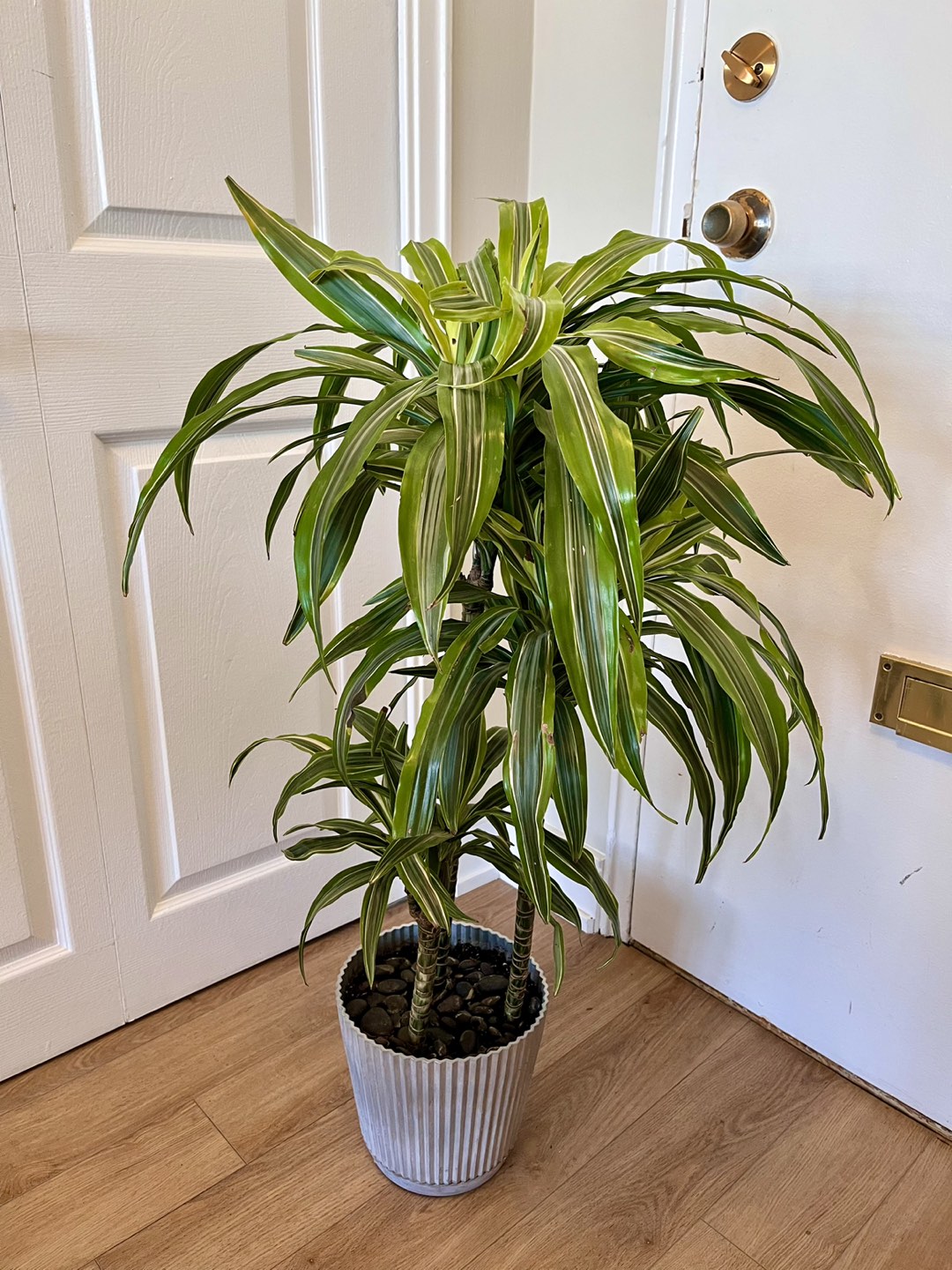 Tall Tropical Plant/tree thumbnail