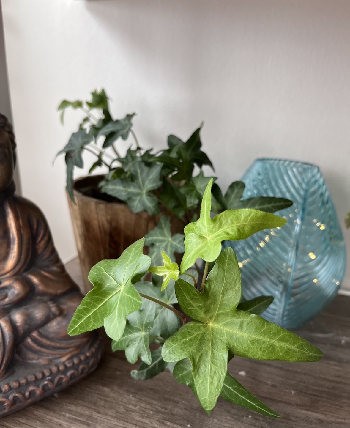 Trailing Green Ivy in Wood Pot thumbnail