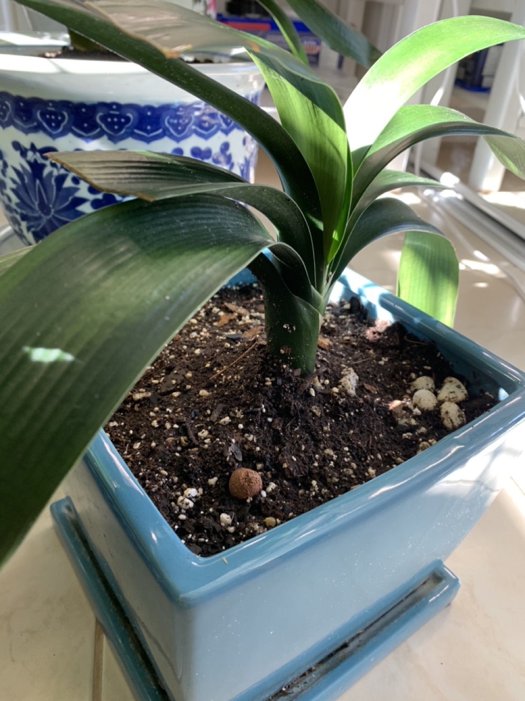 Large Clivia in Ceramic Pot