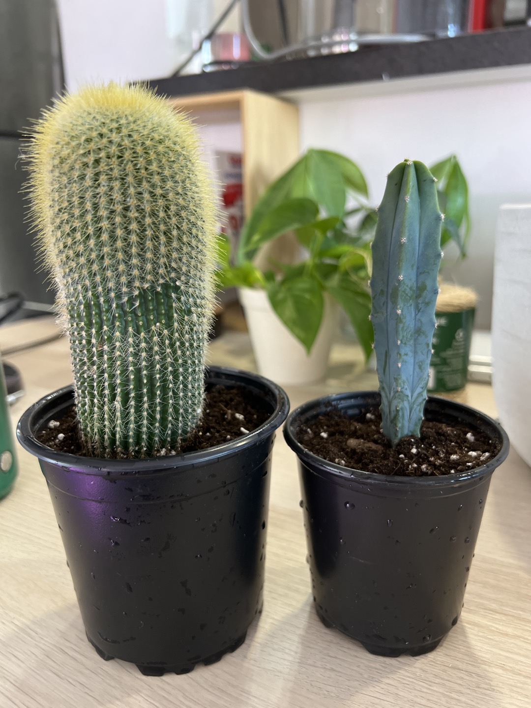 Cactus giveaway