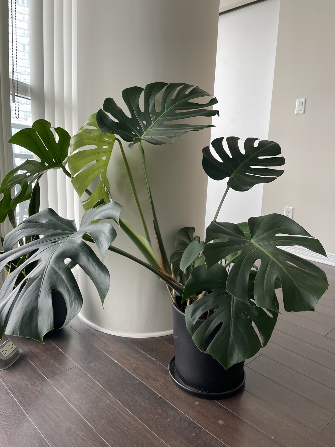 Monstera