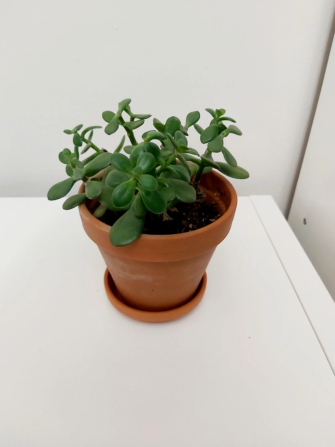 Jade Plant thumbnail