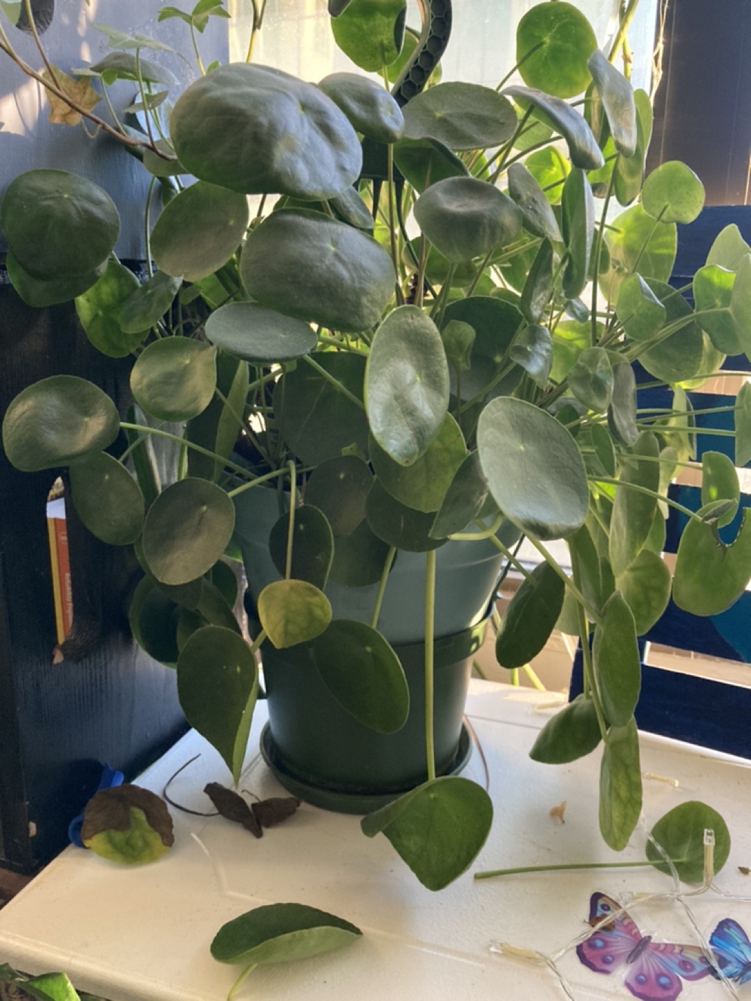 Plants - photo 4