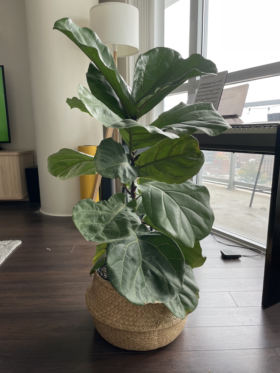Fiddle Fig Plant