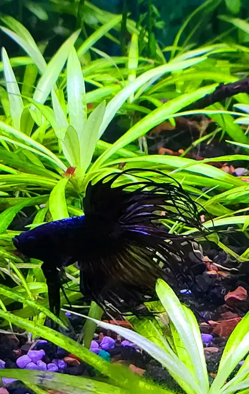 Black Orchid Crowntail Betta Fish - photo 3