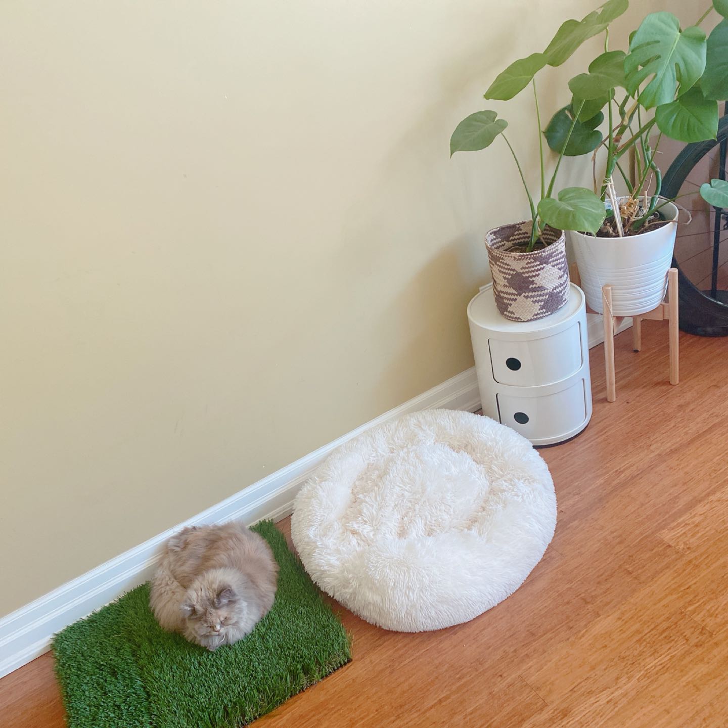 Pet PlushBed + Giveaway - photo 2