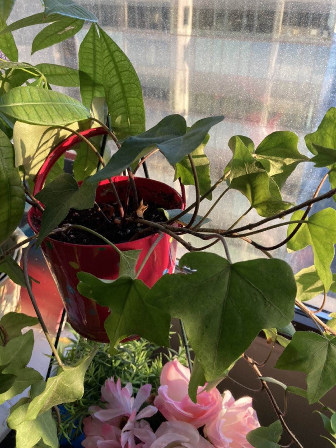 Plants