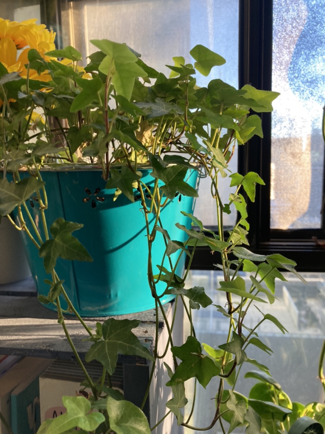 Plants - photo 5
