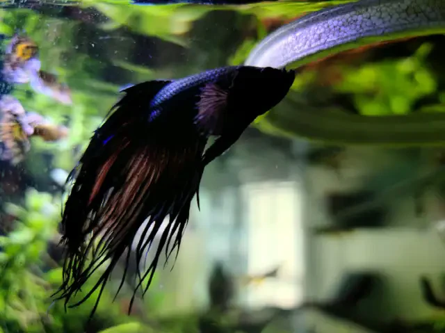 Black Orchid Crowntail Betta Fish