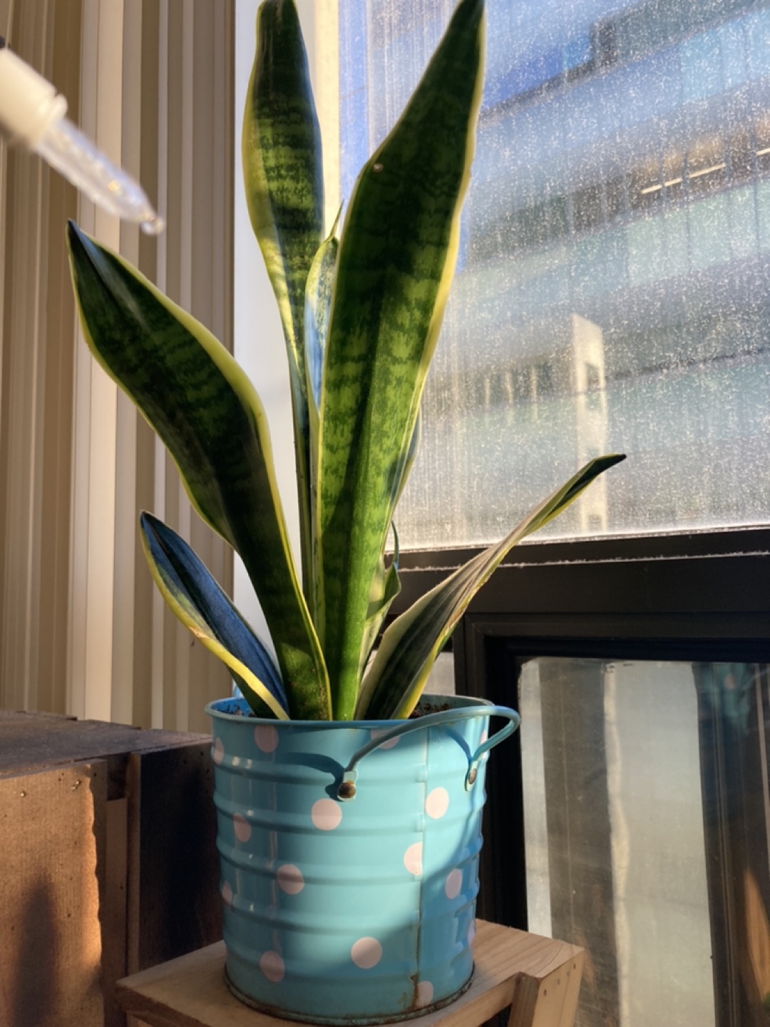 Plants - photo 2