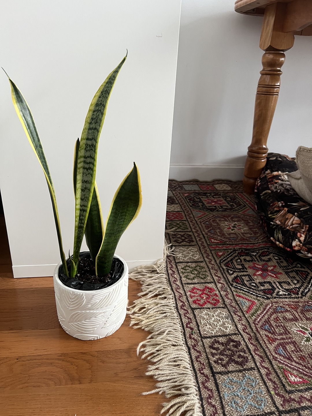 Snake plant in white leaf pot thumbnail