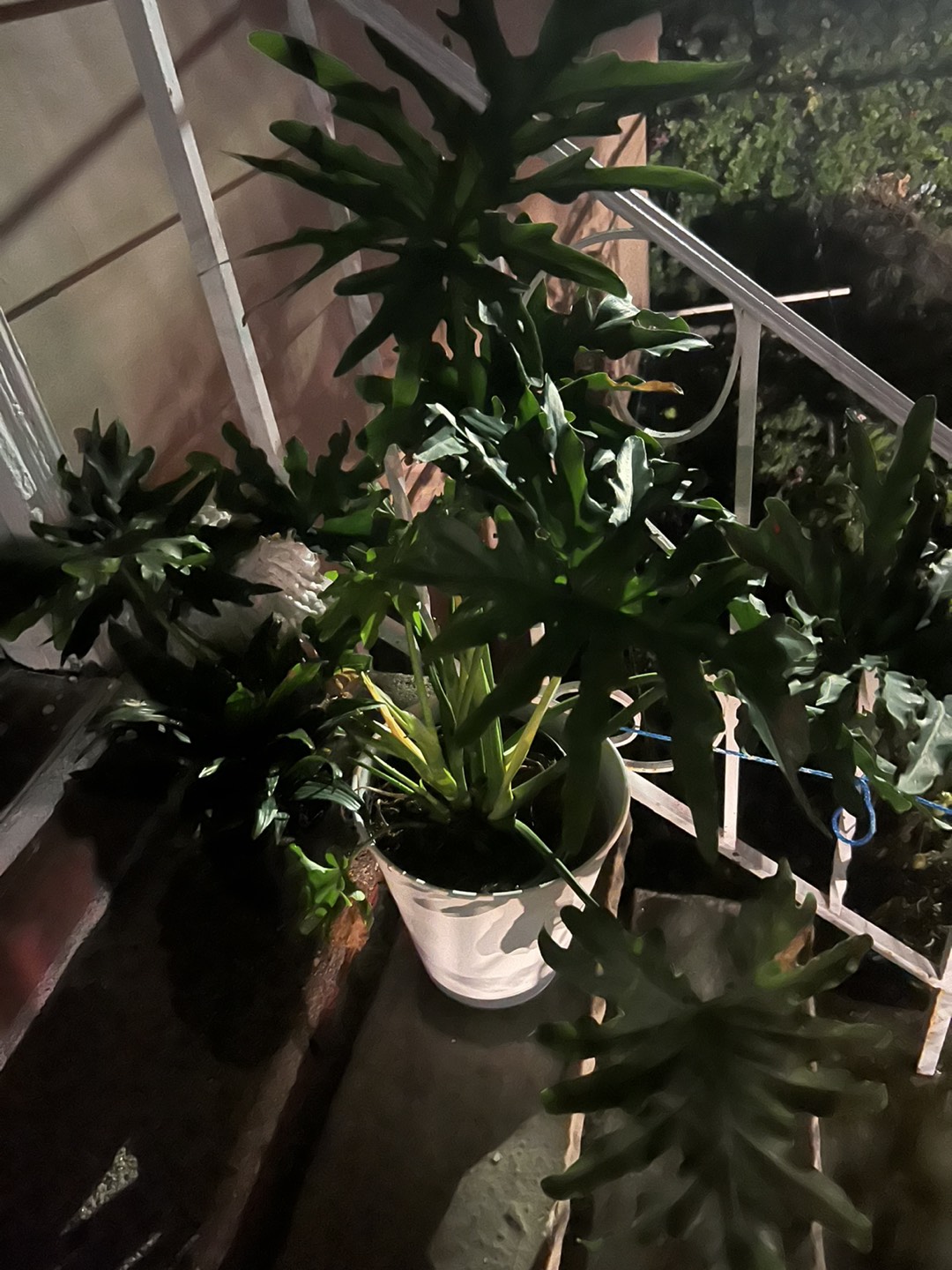 Plant from IKEA for $40 - photo 3