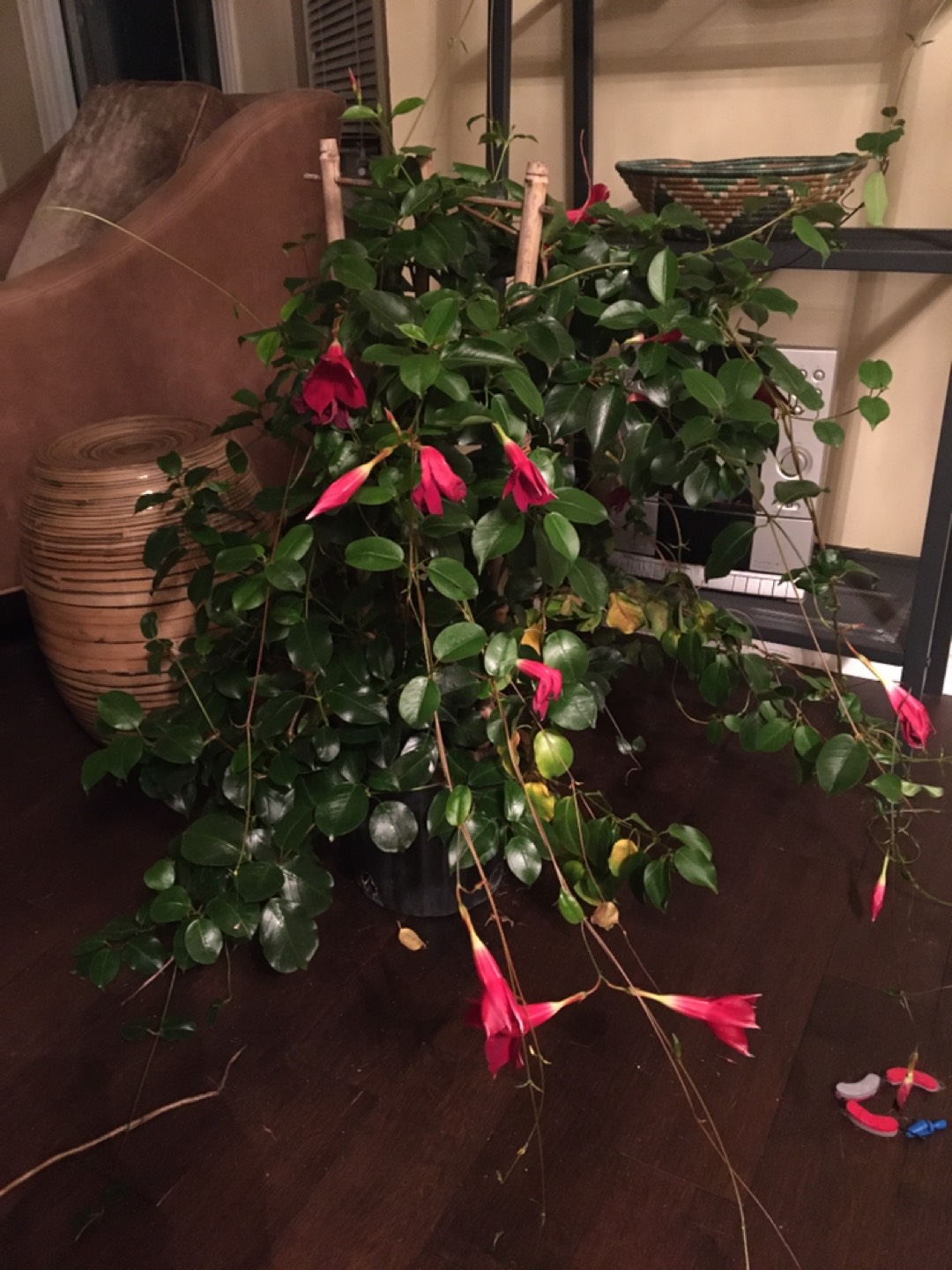Free plant large thumbnail