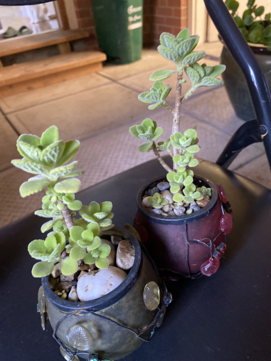 Green plants image indicator(2)