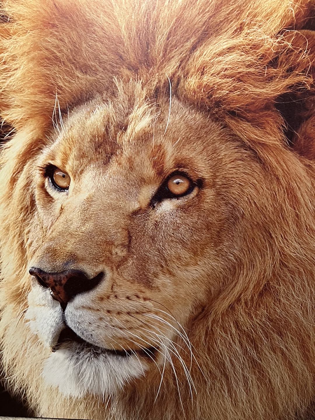 Large statement African lion canvas thumbnail